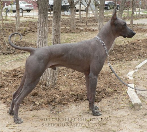 Chichen Itza Dao Tlahcaelel | Xoloitzcuintli 