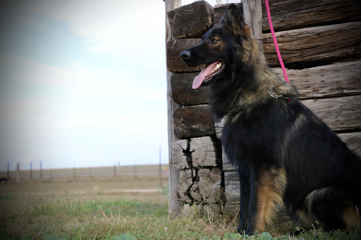 Fynn Von Den Weidefeuer | German Shepherd Dog 