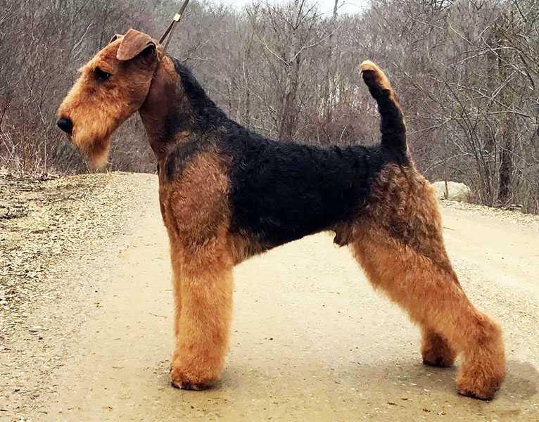 Joval This Ain't No Disco | Airedale Terrier 