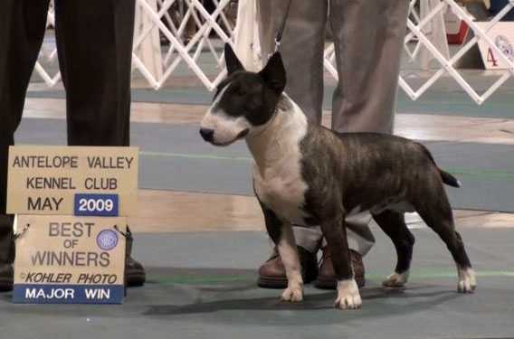 SABATH OD RUDEJ WIEDZMY | Miniature Bull Terrier 