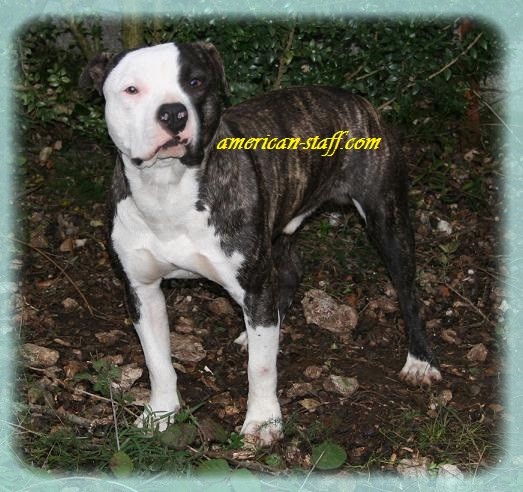 Class ying and yang du treizième ange | American Staffordshire Terrier 