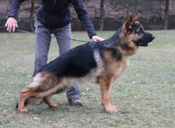 Mendez Provocativo | German Shepherd Dog 