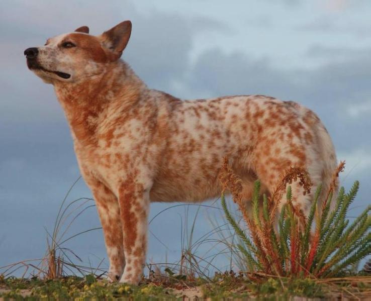 Sugar Ridge's Red Jack-R-Wild | Australian Cattle Dog 