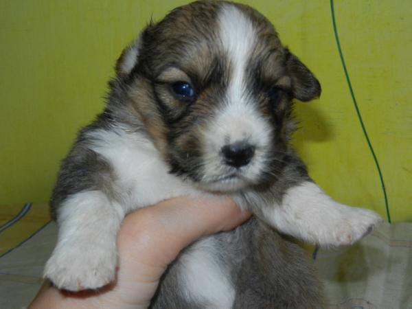 Be Red Happy | Cardigan Welsh Corgi 