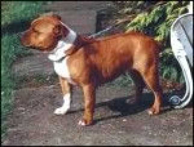 Donnellas Delta Dynalite | Staffordshire Bull Terrier 