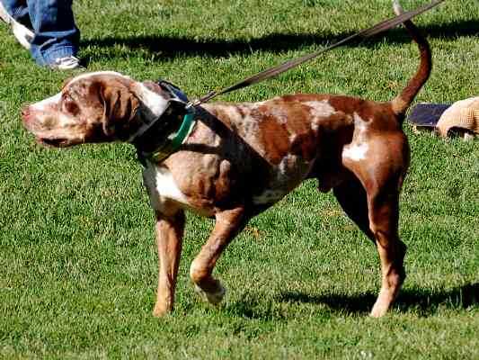 Arrow A's Hebert | Catahoula Leopard Dog 