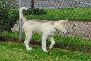 Starfire’s Thor | Siberian Husky 