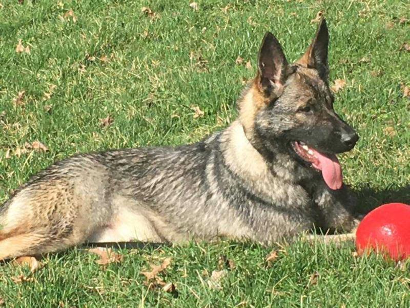 Roe Vom Chamberhaus | German Shepherd Dog 