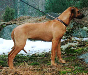 TARUJEN JAMILA | Rhodesian Ridgeback 