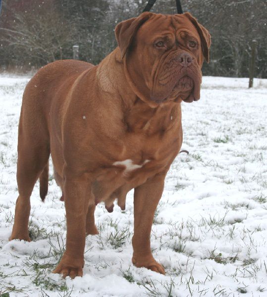 Csanak Orzoje Jill Dite Volga | Dogue de Bordeaux 