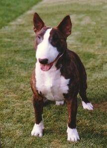 NUGGET IMPERATOR | Bull Terrier 