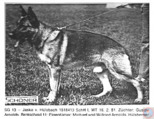 Jasko vom Hülsbach | German Shepherd Dog 