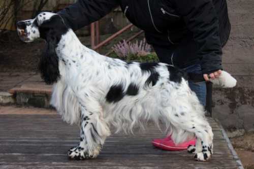 Nostradamus Hebanowa Sfora | English Springer Spaniel 