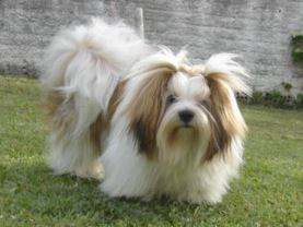 Lucky Lilou Simon Mares de Mel | Lhasa Apso 