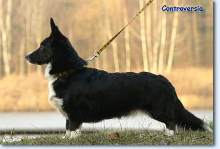 Cookie CONTROVERSIA | Cardigan Welsh Corgi 