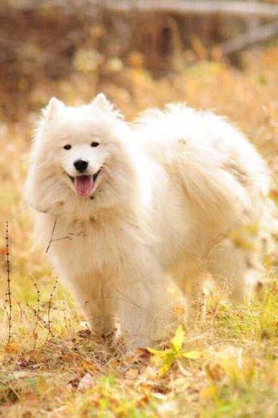 Businka Almaznoy Diademy | Samoyed 