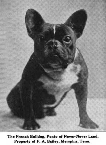 Ponto of Never-Never Land 152054 vXXVIII | French Bulldog 