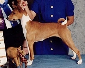 Calypso Grand Fantasy | Basenji 