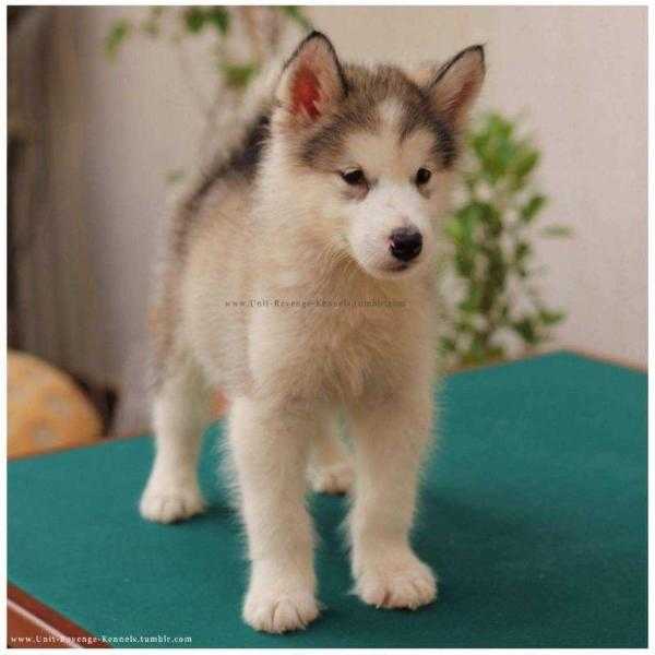Cara Unit Revenge | Alaskan Malamute 