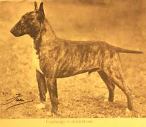 Contango Cobblestone | Bull Terrier 