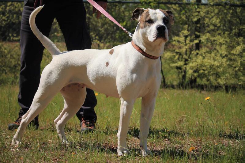 Blue Ridge's Nashi of GSK | American Bulldog 