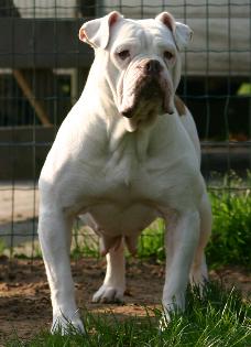 Bullforce Nada | Olde English Bulldogge 