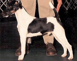 Hexham One Tough Hombre | Smooth Fox Terrier 