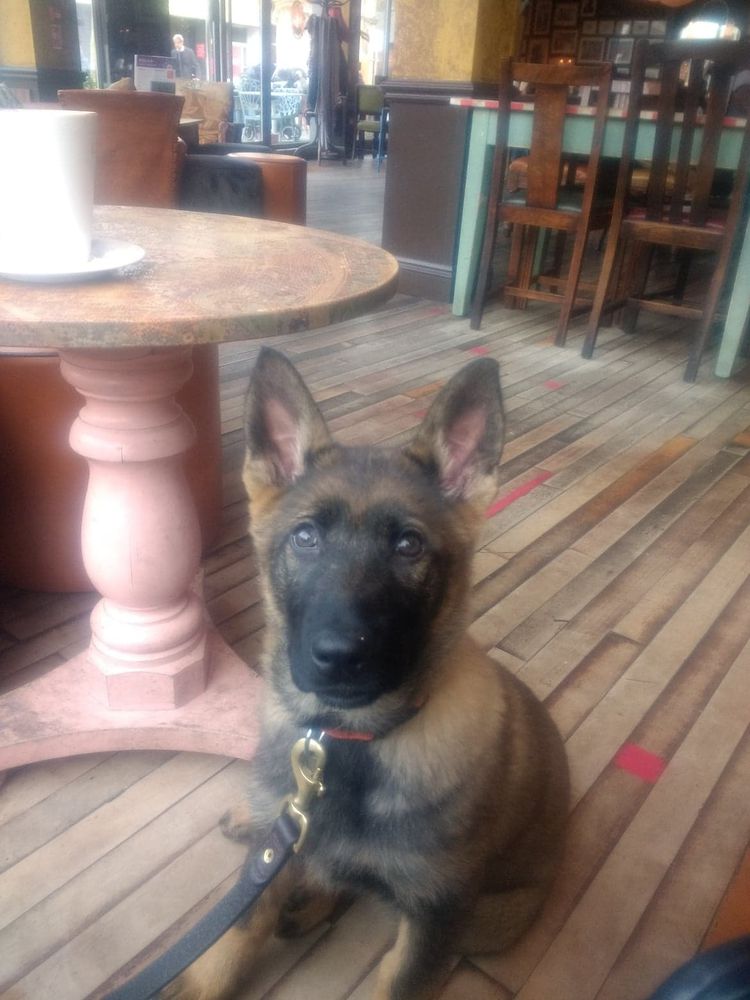 Reinhund Ivory | German Shepherd Dog 