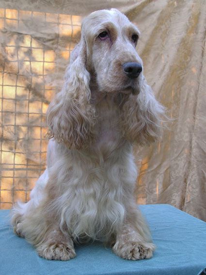 Zheoze Taigret | English Cocker Spaniel 