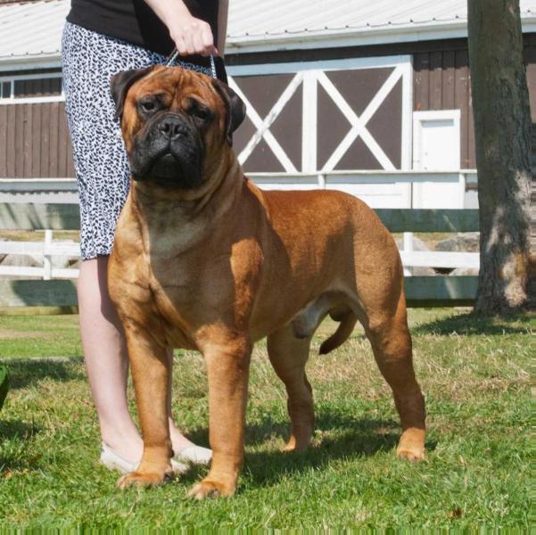 Shayla's SOA Irish Connection | Bullmastiff 