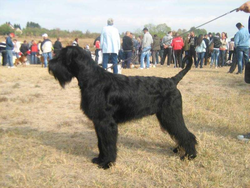 cassa di nero cane hexenwald | Giant Schnauzer 