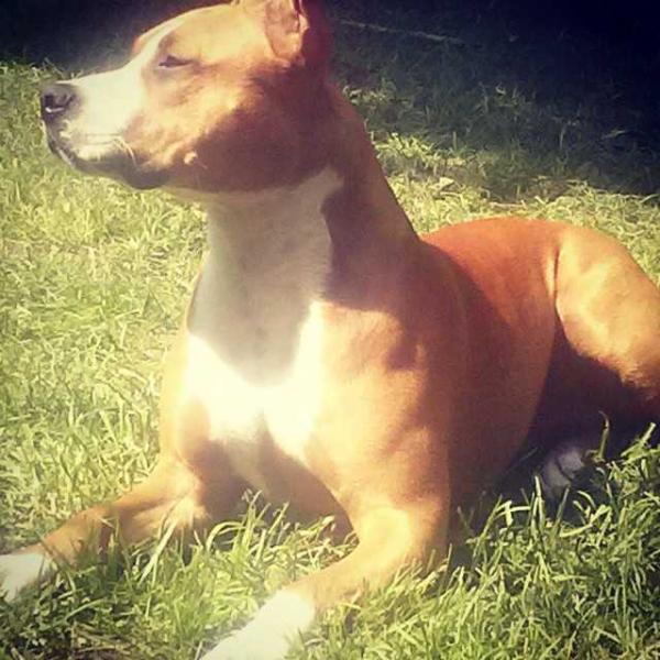 AK Forty Seven | American Staffordshire Terrier 