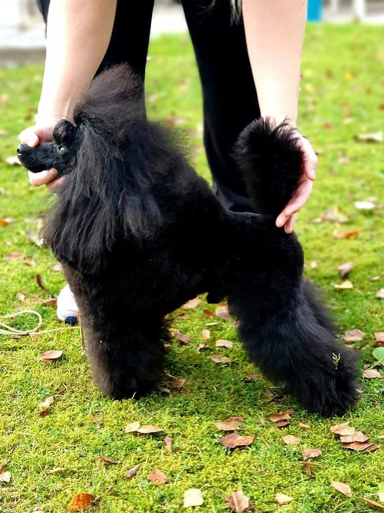 Sotto Voce Sweet Cranberry | Poodle 