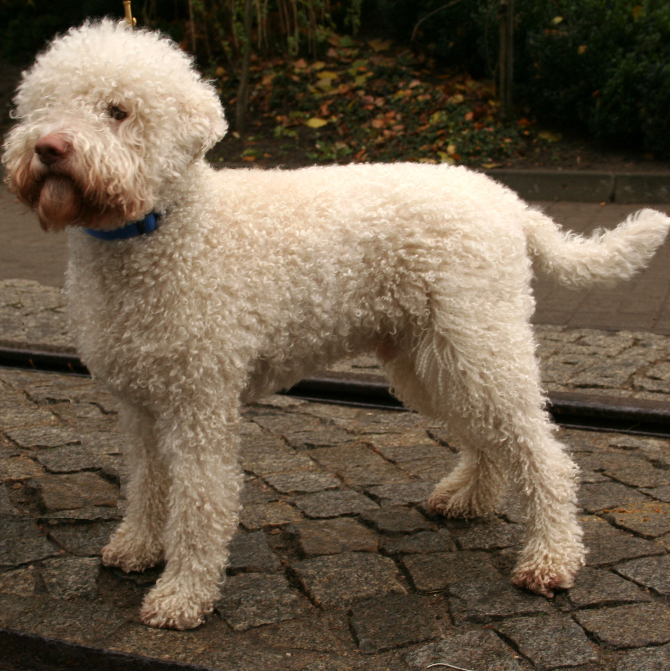 Lagotto Romagnolo