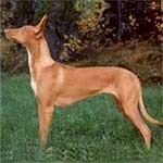 Scheik'S Orchid | Pharaoh Hound 