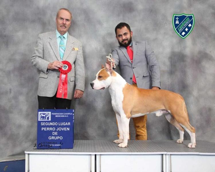 Seniars The Man o' War "Pedro" | American Staffordshire Terrier 