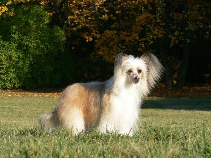 Wessi Rosa Thea | Chinese Crested 