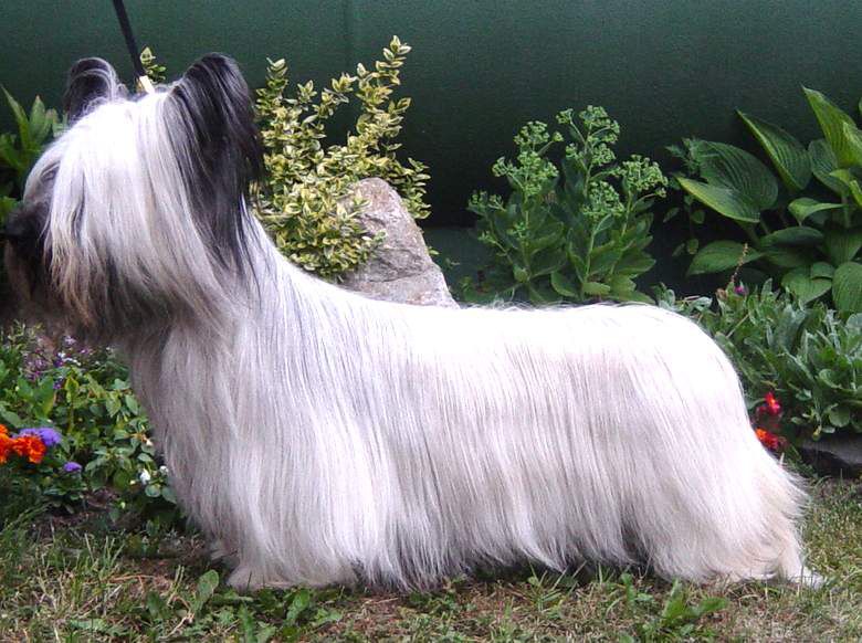 Berquist Kajsa Kiaora | Skye Terrier 