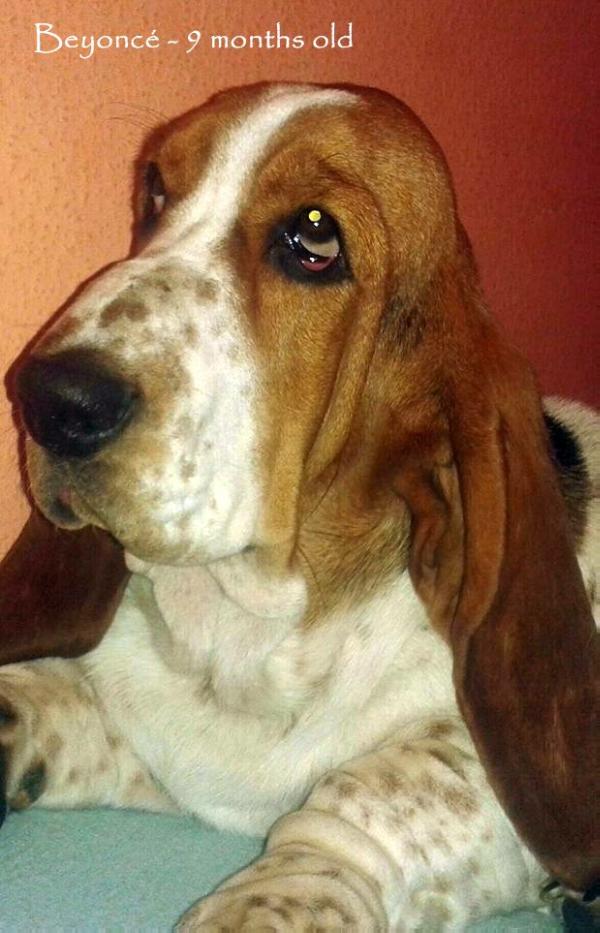 Öreghegyi Vadász Beyoncé | Basset Hound 