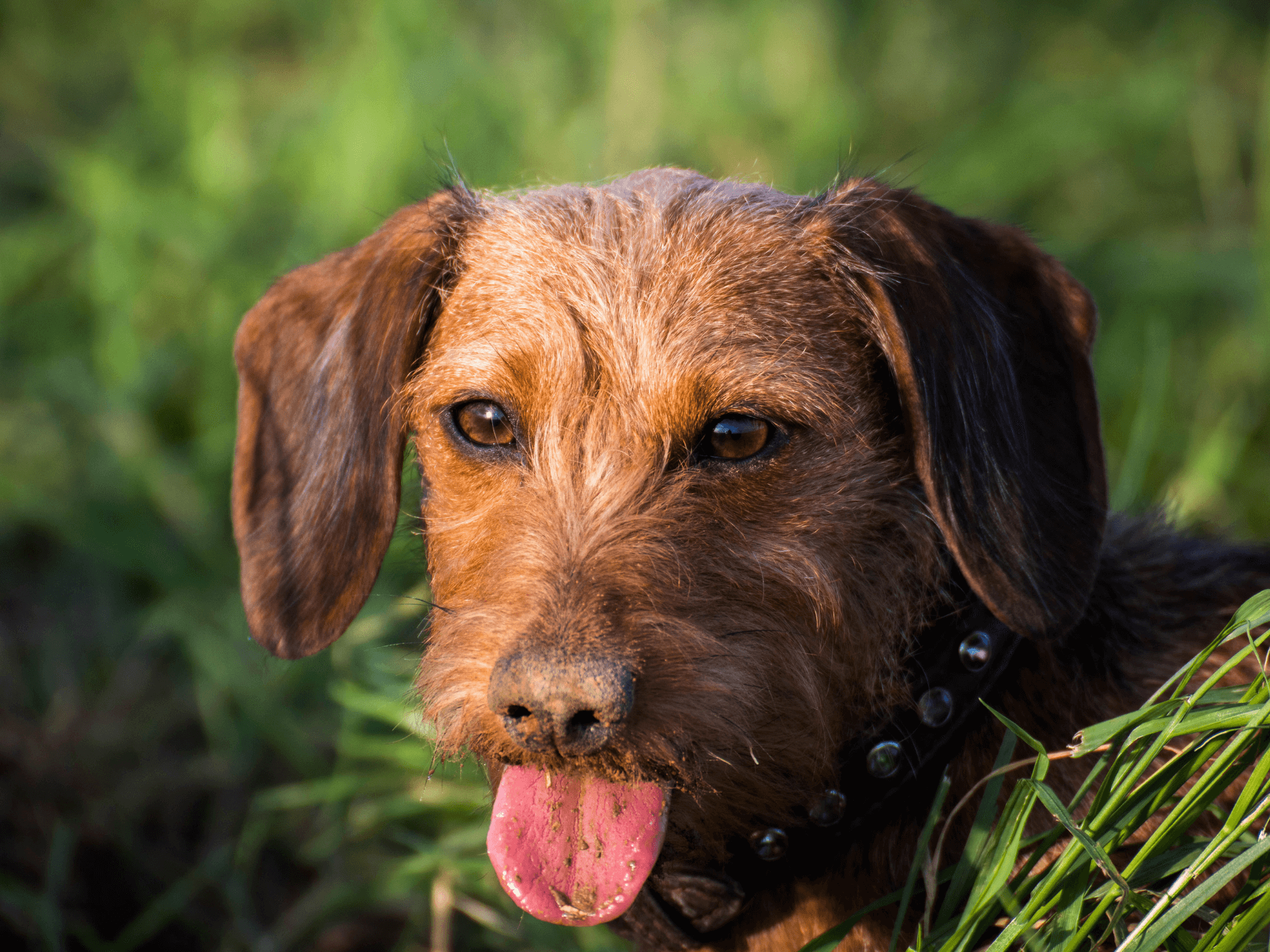 Pudelpointer