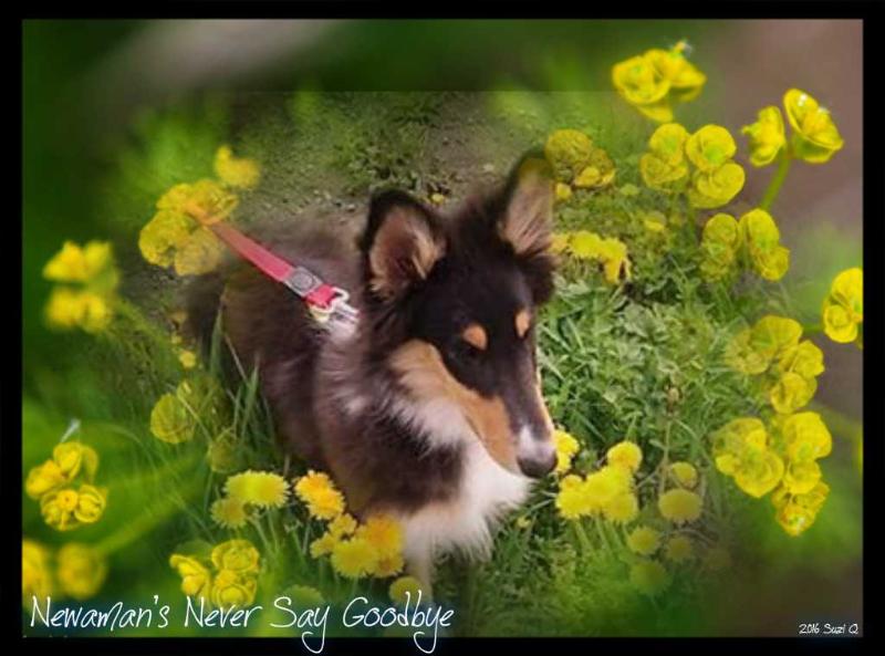 Newman's Never Say Goodbye | Rough Collie 