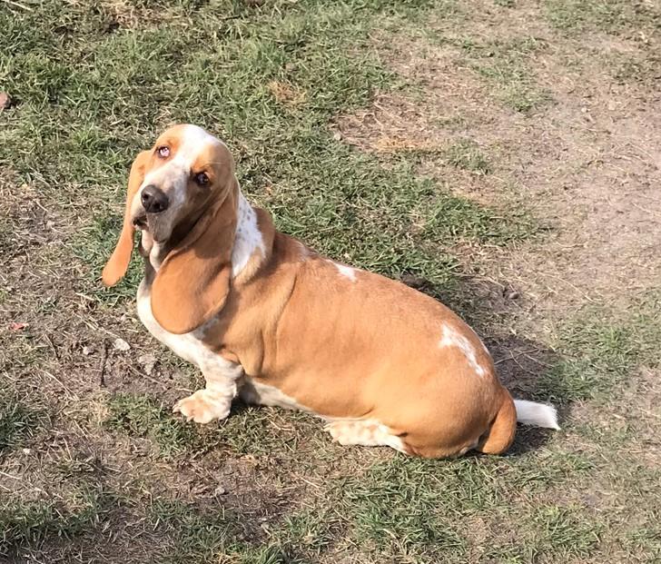 Princess Lucy Lou Gill | Basset Hound 