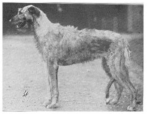 Biddie of Ouborough | Irish Wolfhound 