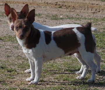 Aspen's Walkin On Sunshine | Teddy Roosevelt Terrier 