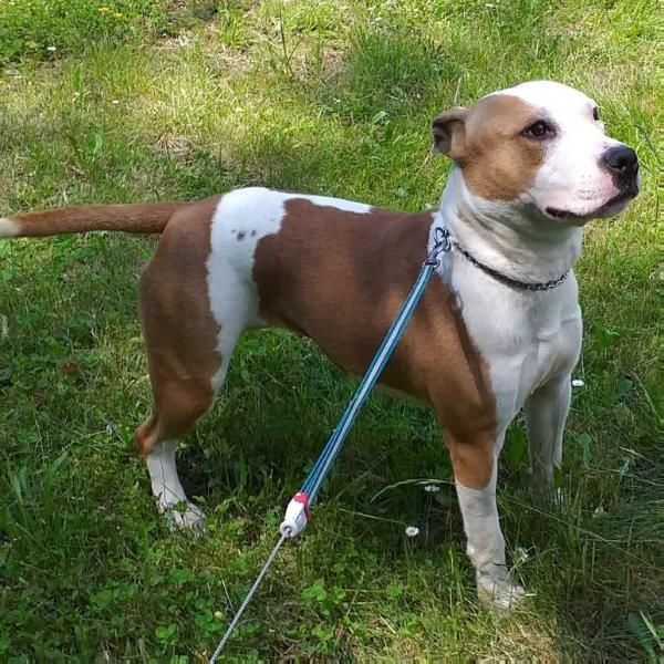Honey Secrete Devil | American Staffordshire Terrier 