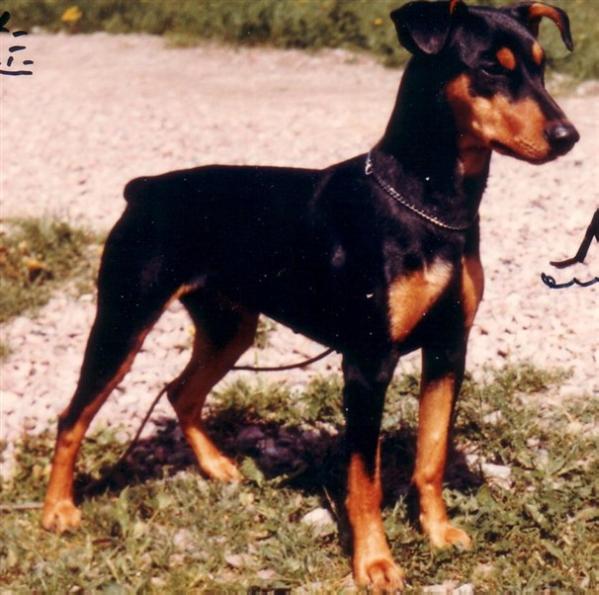 Munkin RINA | German Pinscher 