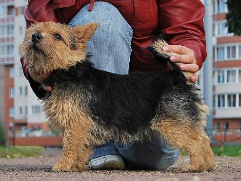 Khors Germiona Gladys | Norwich Terrier 