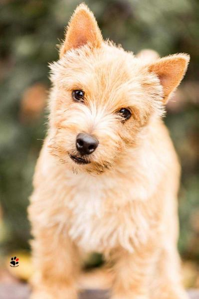 Nixline Son Of A Gun | Norwich Terrier 