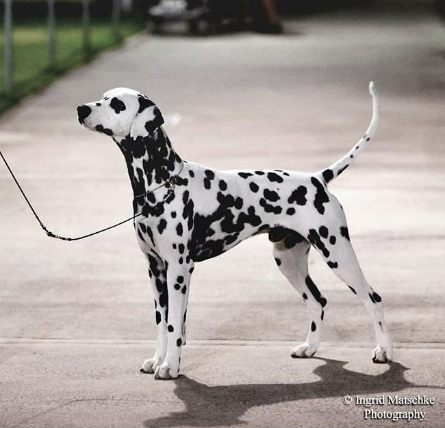 Outlook Knotched Up A Marvel | Dalmatian 