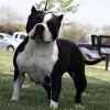 Gottyline's First Lady dna-P | American Pit Bull Terrier 